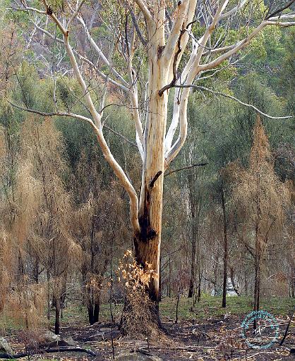 After the Bushfire 9K61D-16.JPG